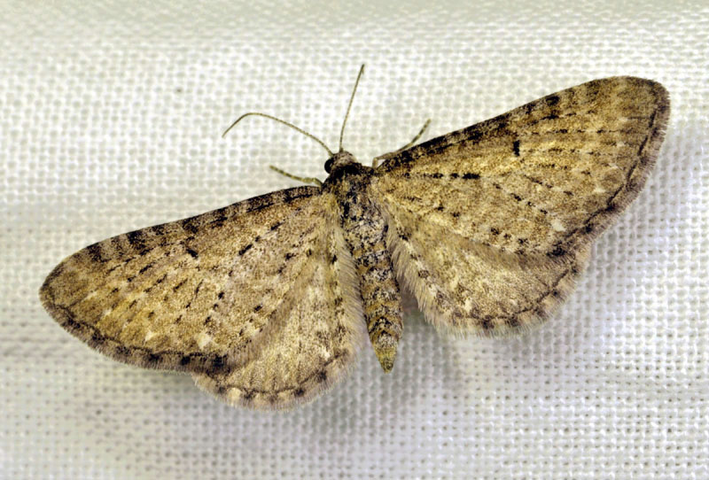 Eupithecia tantillaria ed Eupithecia satyrata